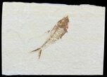 Bargain, Diplomystus Fossil Fish - Wyoming #51822-1
